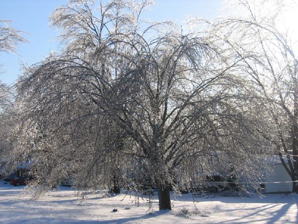 Frozen tree, KY, 2004.