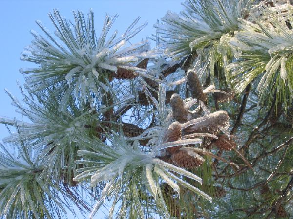More KY ice storm.
