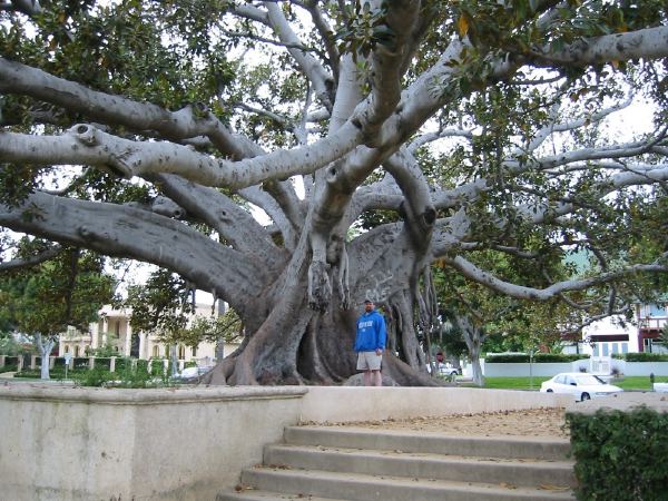 A Super Monkey Tree.
