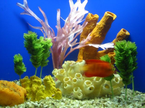 Aquarium.