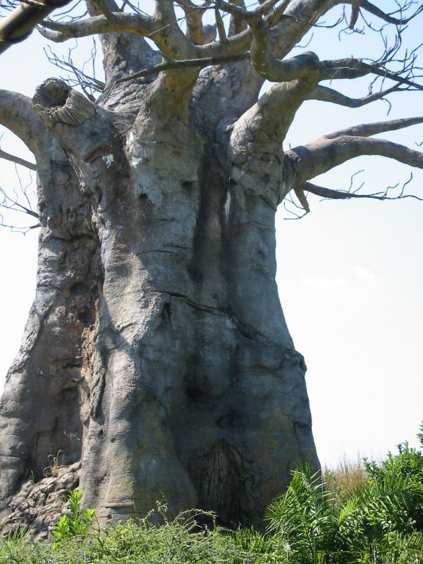 Cool trees.