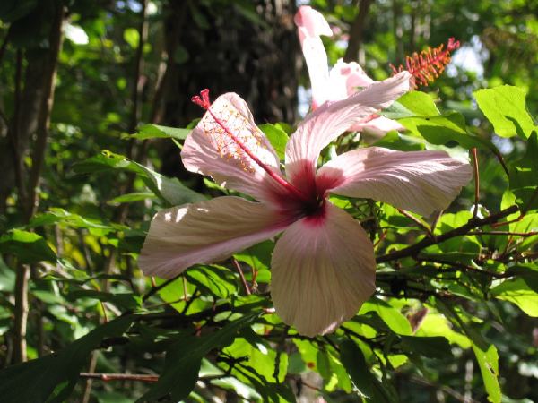 Flowers.