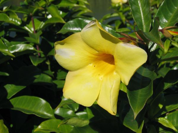 Flowers.