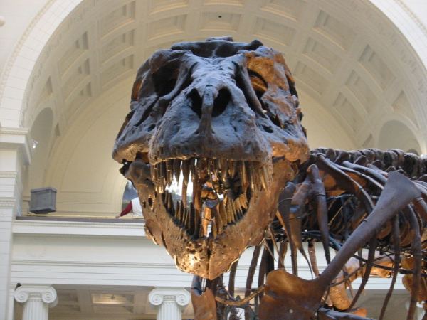 Museums in Chicago.