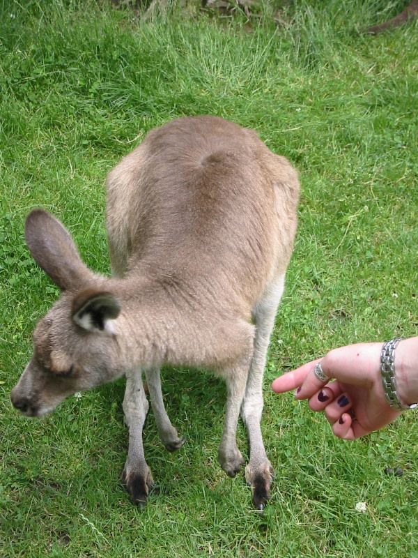 A Ft. Wayne kangaroo.
