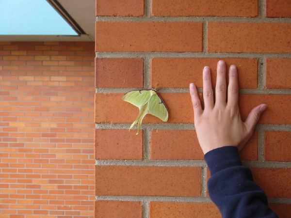 A moth at a nature preserve outside Ann Arbor.