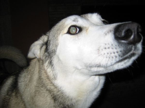 A dog - Nikita.