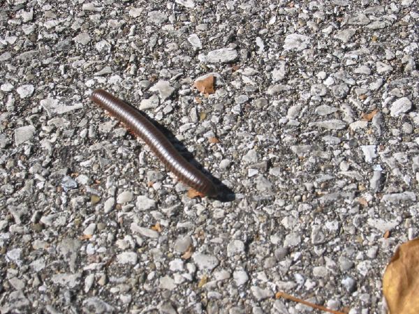 A large millipede in Shades State Park, IN.