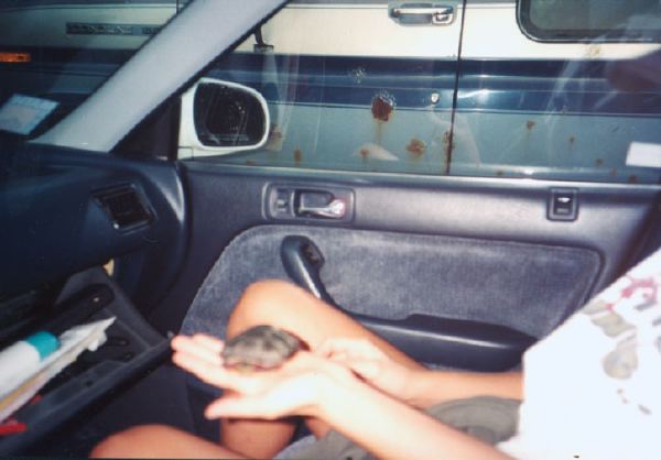 A pet paint turtle named Picasso I caught in a creek.