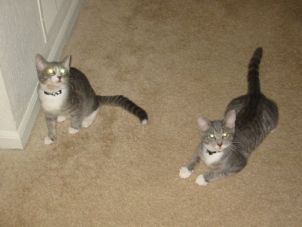 Rob's evil twin cats.