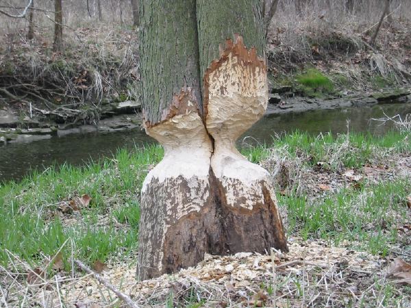 Beaver damage.