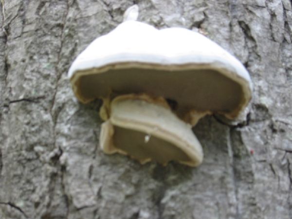 Wood ear.